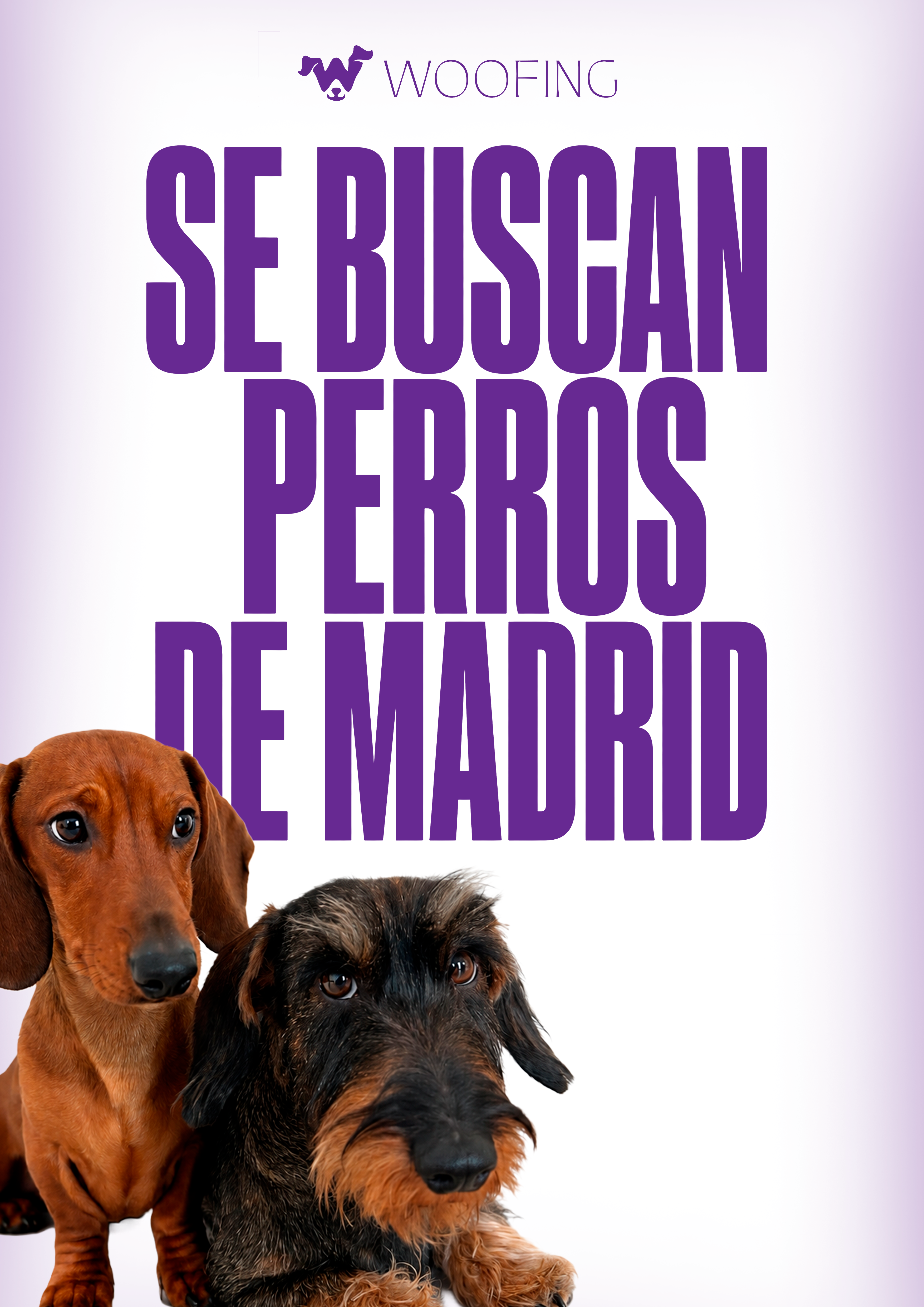 Se buscan perros de Madrid