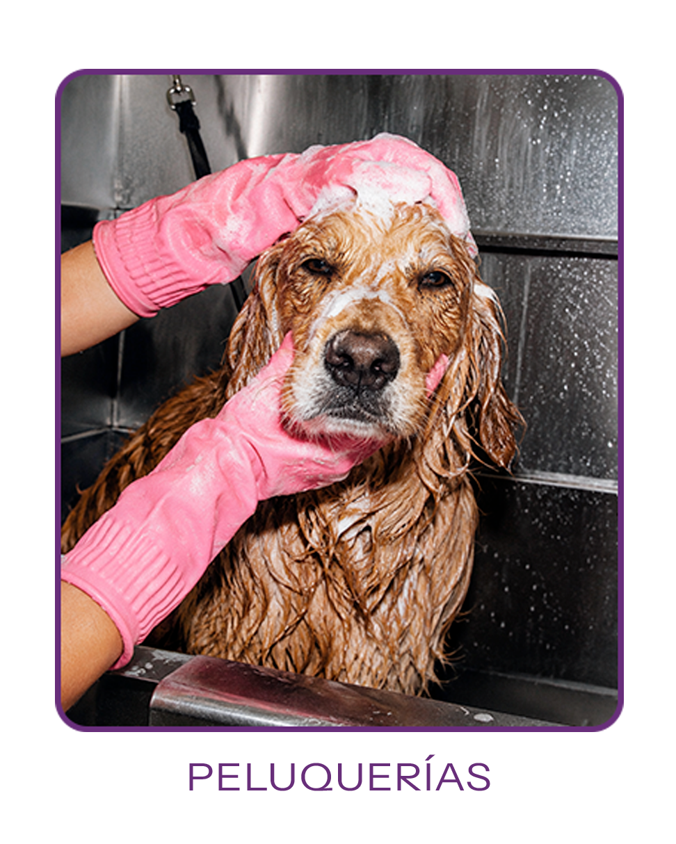 Peluquerías para mascotas