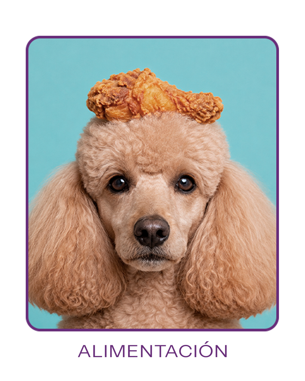 Alimentación para mascotas