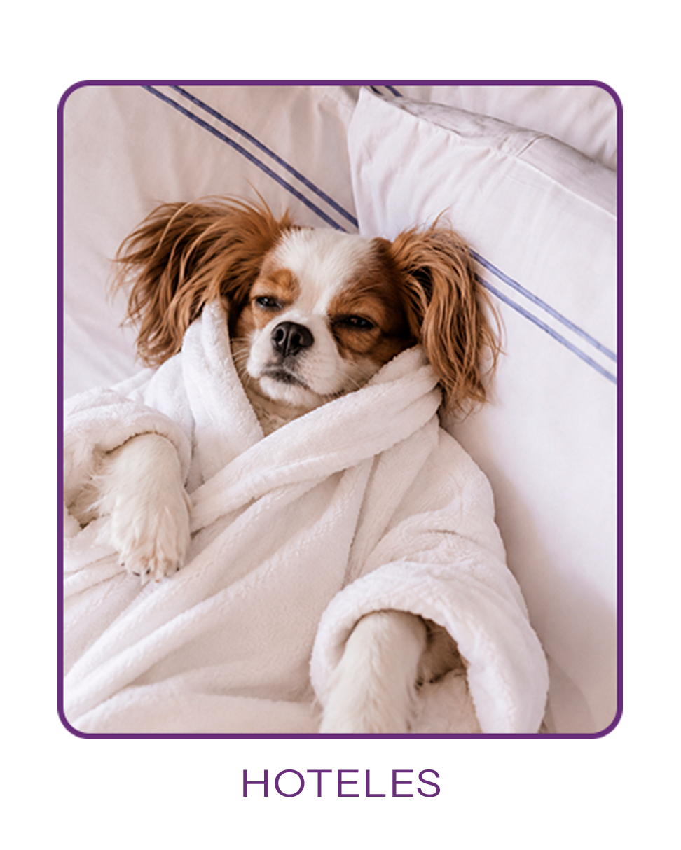 Hoteles para perros